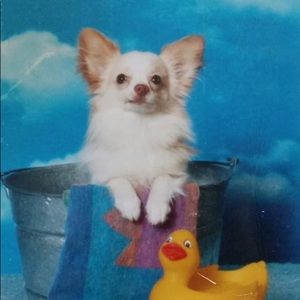 Meet your Posher, Robin